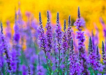 《勇者斗恶龙宝藏》怪物声优介绍 游戏12月9日登陆NS