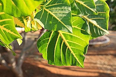 策略游戏《中华普信男生存指南》1月2日发售 支持中文